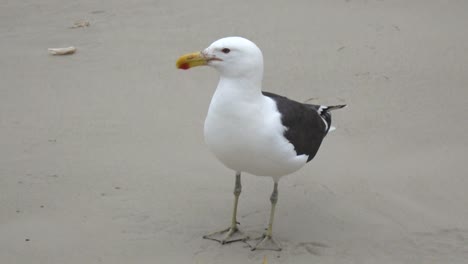 Seagull-walking-on-beach-looking-for-food