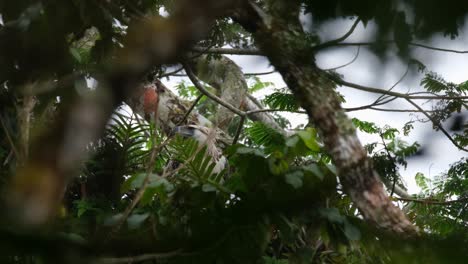 Seen-hidden-behind-leaves-then-shows-its-head-out-looking-to-the-left-as-the-camera-tilts-upwards,-Philippine-Eagle-Pithecophaga-jefferyi,-Philippines