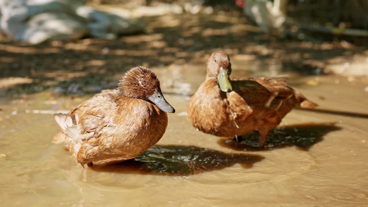 Due anatre marroni che sguazzano e fanno il bagno in una pozzanghera fangosa