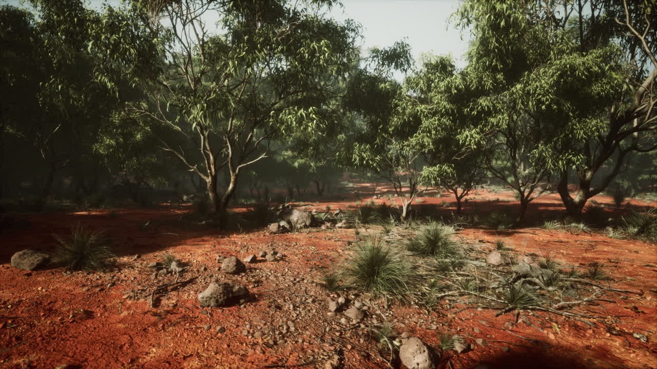 sendero de tierra a través del bosque de angofora y eucalipto