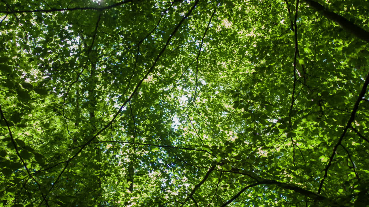 에핑 포레스트dji 4k 06