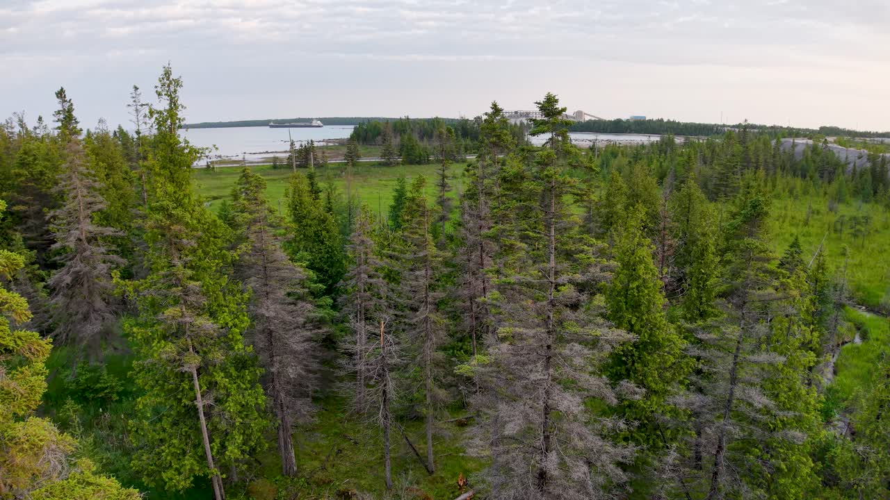 Aerial drone view of dense evergreen forest with a distant horizon and patches of open land