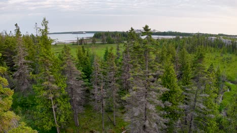 aerial drone view of dense evergreen forest with a distant horizon and patches of open land
