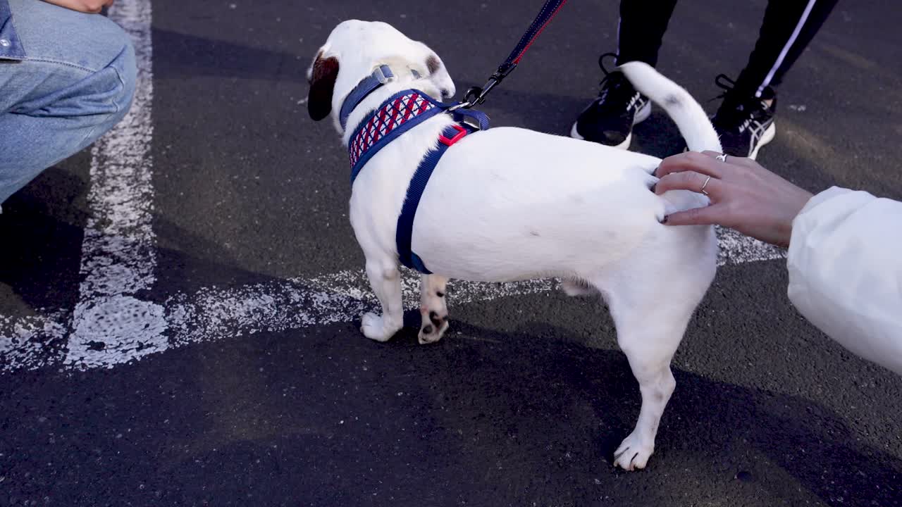 거리에서 개 를 만지는 사람