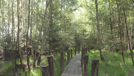 wooden path through a lush forest