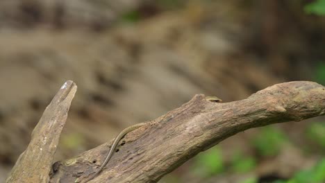 Garden-lizard-crawling-on-wood,-it-is-one-of-the-most-common-types-of-lizards-found-in-Indonesia