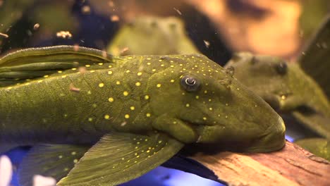 cerca de suckermouth catfish green phantom pleco sentado en el fondo de un tanque de acuario con comida flotando alrededor