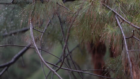 pine branch during rain