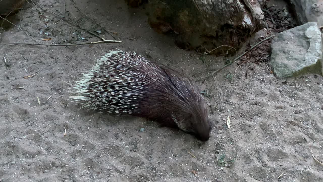 puercoespín con agujas largas durmiendo en suelo arenoso en el zoológico, primer plano