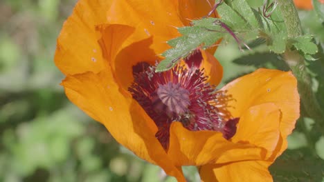 Una-Abeja-Recoge-Polen-De-Una-Flor-De-Amapola-En-Flor