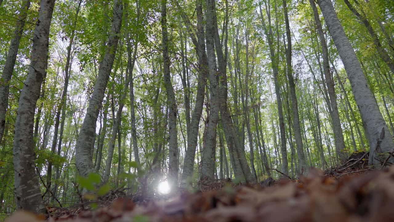 낮은 각도 은 가을 색 잎자루 숲 높은 나무는 바람을 움직였다 은 날