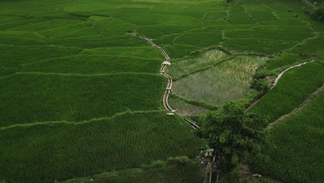 Dark-green-agricultural-rice-field-wetland-with-irregular-patterns,-Philippines