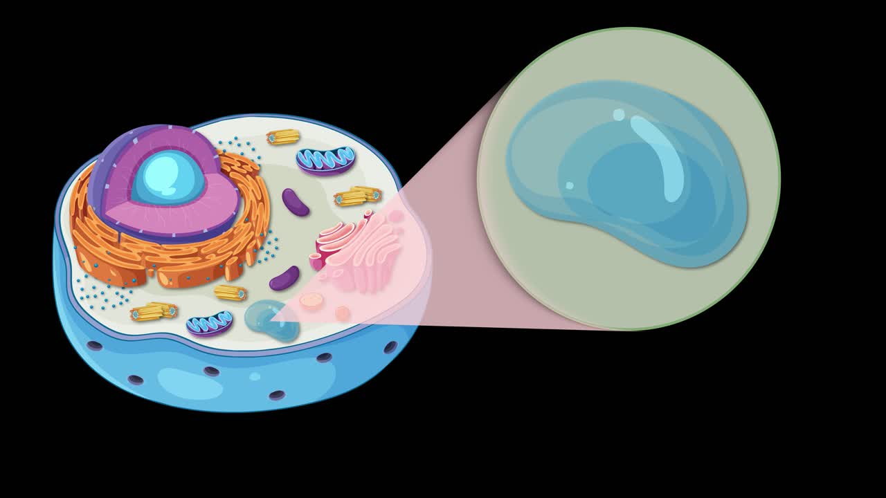 Detailed animation of an animal cell highlighting organelles and vacuole structure with smooth transitions and vibrant colors