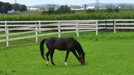 black horse grazing on green grass field surrounded by fence