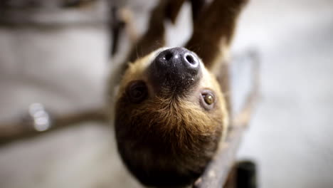 close up wide angle two toed sloth climbing