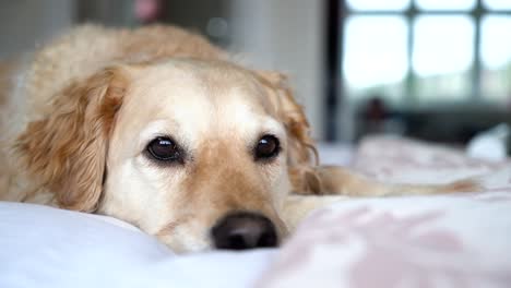 Tired-New-Breed-Goldendoodle-with-beautiful-curly-golden-fur,-laying-down-sleepy-and-tired-on-a-white-bed-because-of-an-incoming-storm,-beautiful-and-unique-dog-with-a-blurry-background