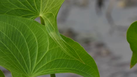 leaf in pond area ..