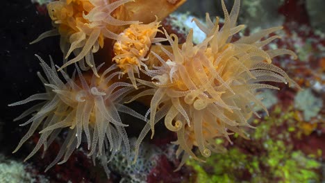 close up of arange sea anemones filmed during a night dive on a colorful coral reef