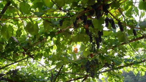 Viñedo,-Uvas-Colgando-Con-Rayos-De-Sol-Brillando-A-Través