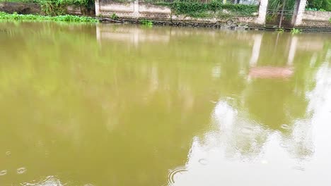 calm river with lush greenery reflections