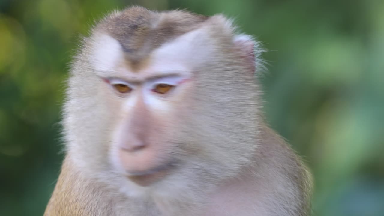 un macaco que muestra varias expresiones faciales.