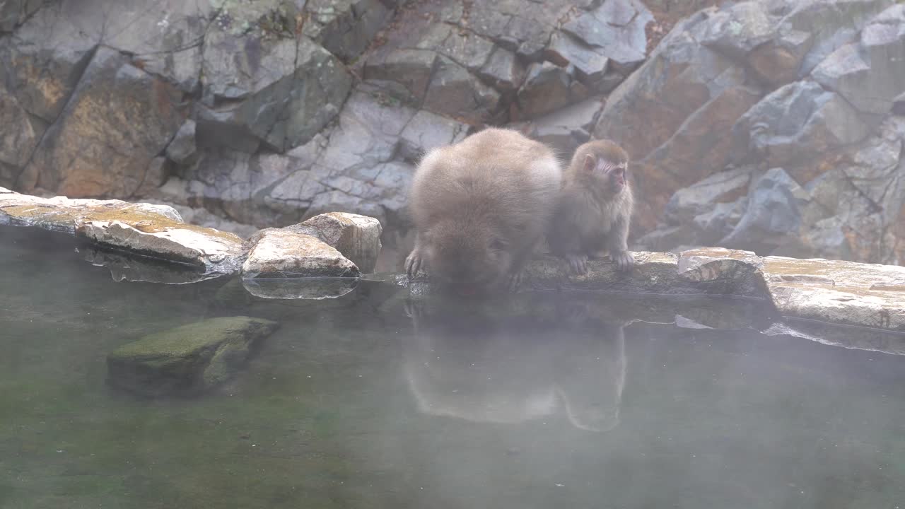 una macaca hembra, mono de nieve con su descendencia tomando un sorbo de agua dulce y tibia en nagano, japón - de cerca
