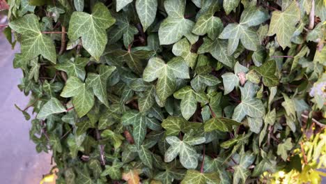 4k de cerca en hedera helix 'maravilla blanca' hiedra inglesa o hiedra común que cubre un tronco de árbol completo