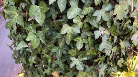 4k close up on hedera helix 'white wonder' english ivy or common ivy covering a full tree trunk