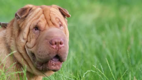 shar-pei dog in grass