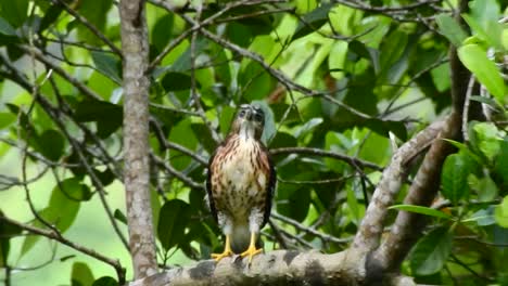 Un-Polluelo-De-Azor-Con-Cresta-Que-Ha-Crecido-Comenzando-A-Batir-Sus-Alas-Para-Aprender-A-Volar-Con-Sus-Plumas-Comenzando-A-Ponerse-Marrones-Está-Posado-En-Una-Rama