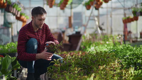 gardener cares for ornamental flowers in greenhouse