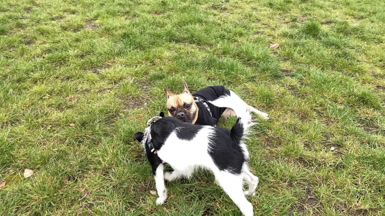 똥개는 프렌치 불독 주위를 걷고 풀 냄새를 맡고, 불독은 등을 대고 누워 혀를 가리킨다