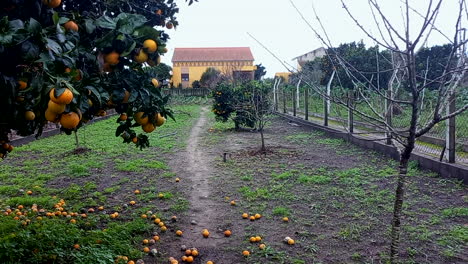 orange tree with oranges and yellow house in the background in the village