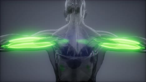 tríceps - mapa de la anatomía muscular visible