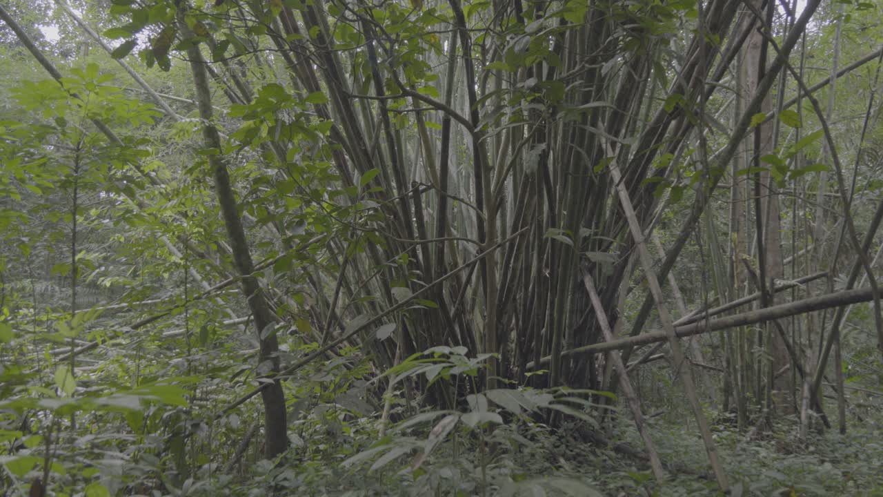 Green Bamboo Trees At The Deep Jungle Sarawak Forest Borneo