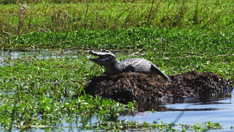 Un-Pequeño-Caimán-Con-La-Boca-Abierta-Toma-El-Sol-En-El-Parque-Esteros-Del-Ibera