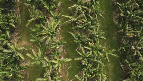 Traveling-Top-View-over-Tropical-Banana-Plantation-Pattern,-Aerial