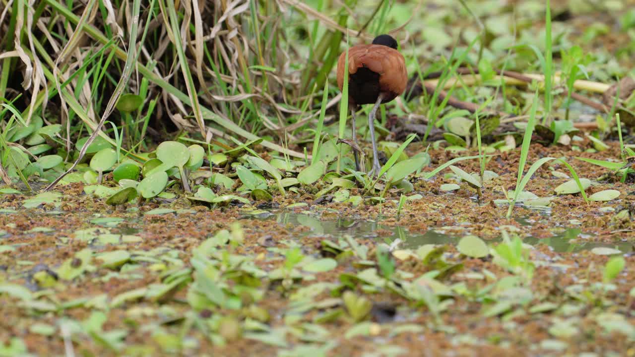 Wattled jacana bird looking for food on floating vegetation of wetland