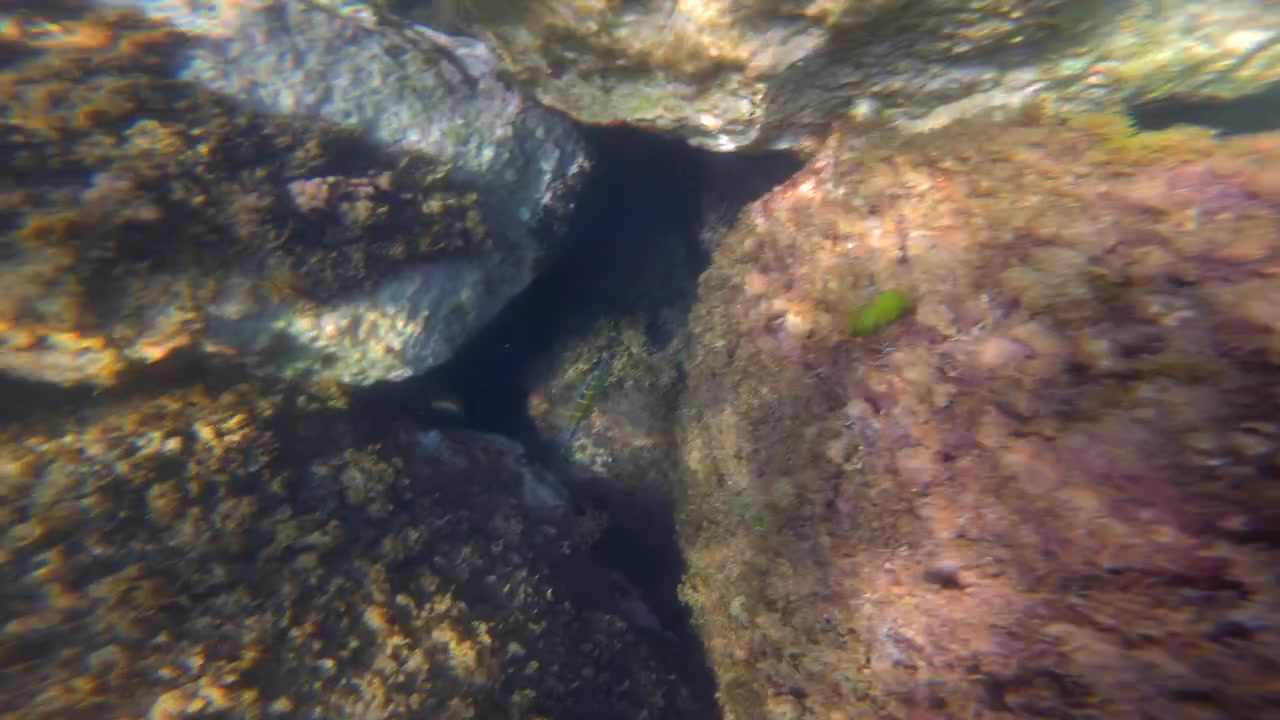 Pequenos peixes listrados nadando perto de uma grande rocha coberta por algas marinhas em água azul clara do oceano, retratando a vida marinha