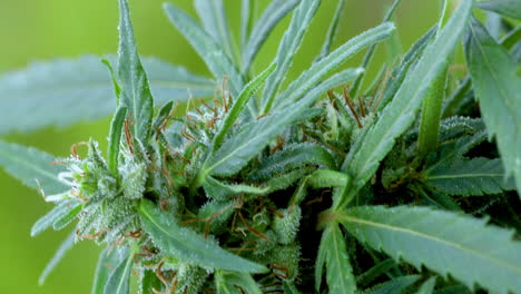 plantas de vegetación, hojas de marihuana, cultivo de fondo de cannabis indica, cannabis de cultivo verde, marihuana cbd de cáñamo