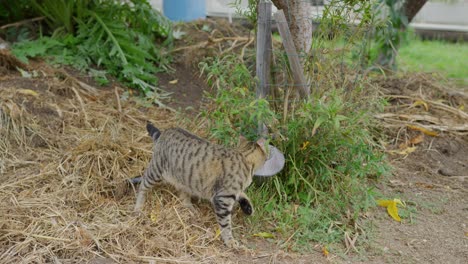 Striped-cat-walking-around-the-large-property-smelling-plants-and-exploring-the-land