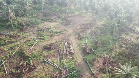 dead oil palm plantation cleared for other purpose at malaysia, southeast asia.