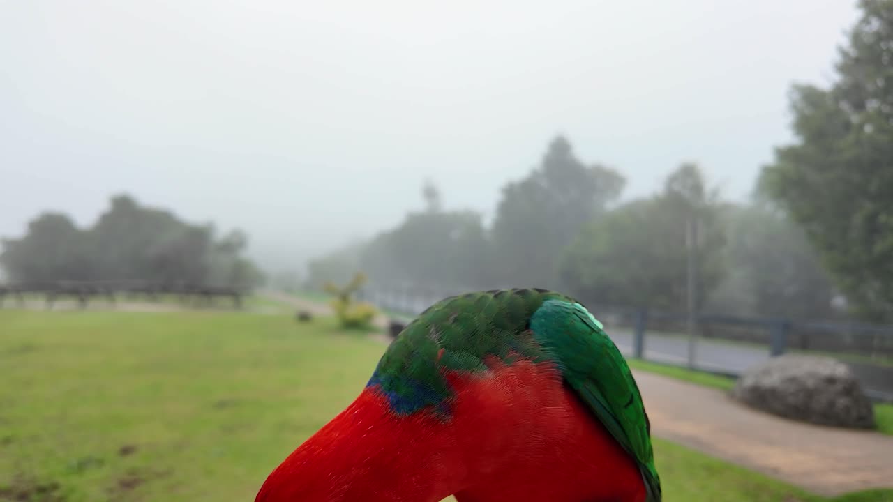 aves tropicales de colores vibrantes se alimentan de la mano de un turista que visita un parque natural
