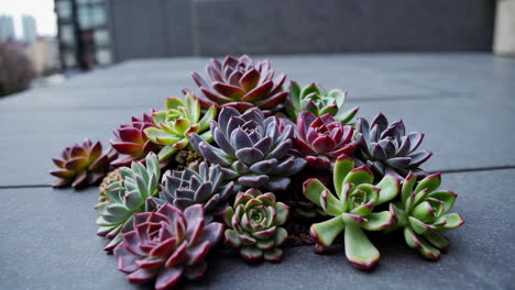 colorful succulent arrangement on an urban rooftop