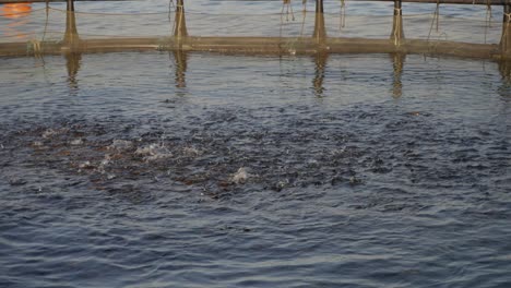 close-up view an outdoor fish farming pool in the sea