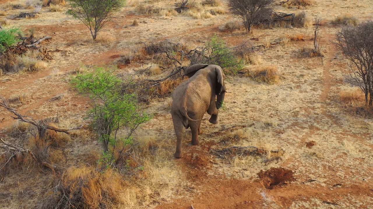 gran antena de drones sobre un hermoso elefante solitario caminando en la sabana en áfrica en un safari en el parque erindi namibia
