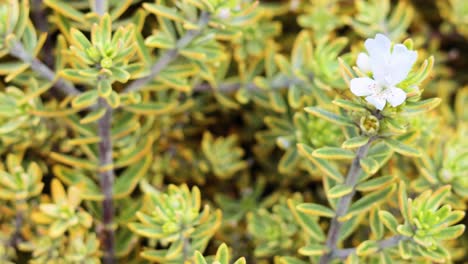 primer plano de una planta de westringia fruticosa en flor