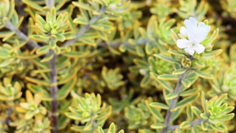 close-up of flowering westringia fruticosa plant