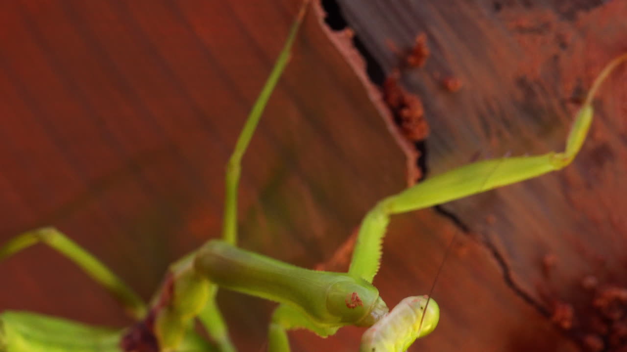 Green praying mantis closeup on mud