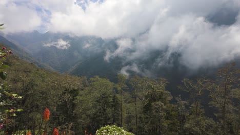 Floral-Foreground-with-Misty-Andean-Backdrop-in-Cocora-Valley,-Colombia